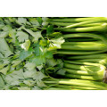 2021 New Crop export Natural Chinese High Quality Cheap Fresh Carrot Green Celery